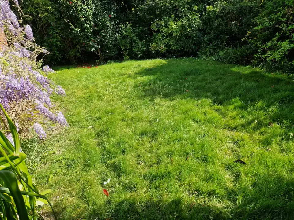 Overgrown residential lawn before first grass cut of the year in Walmer, Deal, Kent — Kent Mowing